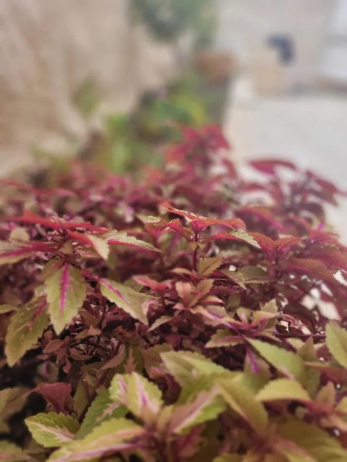 Hotel apartamentowy Maya Guest House - German Colony & Bahai Gardens, Hajfa
